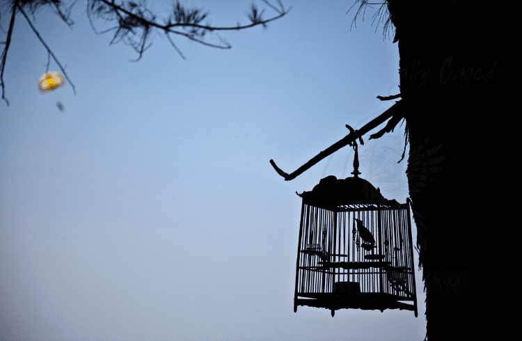 Breaking Free: My Journey to Self-Healing & Freedom Self-Healing